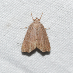 Cutina albopunctella
