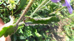 Betonica hirsuta