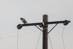 Buteo jamaicensis