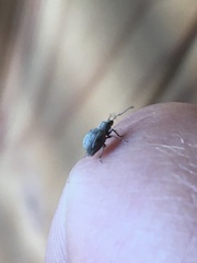 Calomycterus setarius