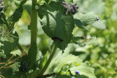 Choerades fuliginosa