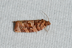 Argyrotaenia hodgesi