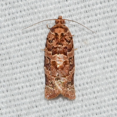 Argyrotaenia hodgesi
