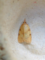 Sparganothis umbrana