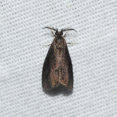 Cryptothelea gloverii