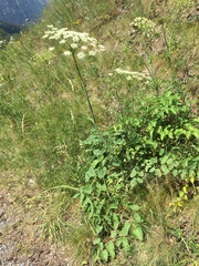 Laserpitium latifolium