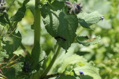 Choerades fuliginosa