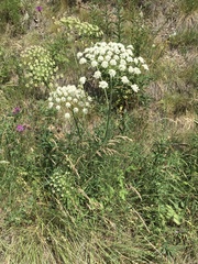 Laserpitium latifolium
