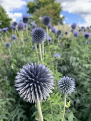Echinops bannaticus