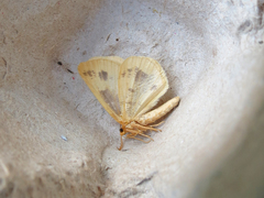 Macaria ribearia