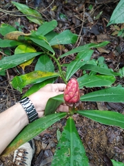 Costus scaber