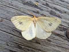 Macaria ribearia