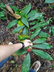 Costus scaber