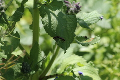 Choerades fuliginosa