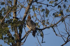 Melanerpes aurifrons