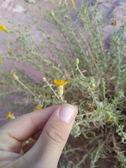 Heterotheca excelsior