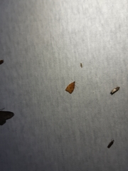 Cenopis reticulatana