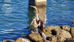 Anhinga novaehollandiae