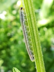 Rhadinoceraea micans