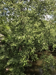 Betula nigra