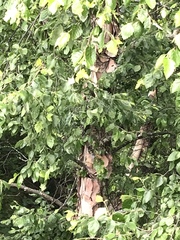 Betula nigra