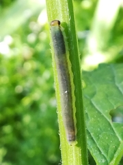 Rhadinoceraea micans