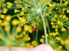 Hippodamia variegata