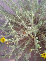 Heterotheca excelsior