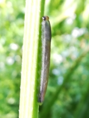 Rhadinoceraea micans