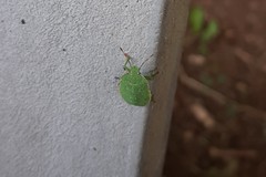Palomena prasina