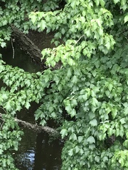 Acer rubrum