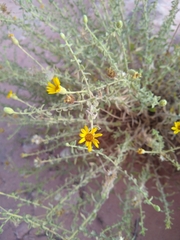 Heterotheca excelsior