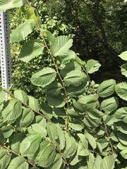 Ulmus americana