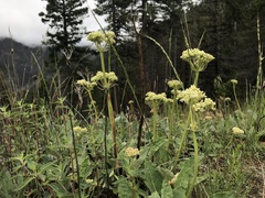 Eriogonum compositum