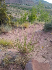 Helianthus devernii