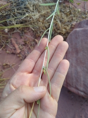 Helianthus devernii