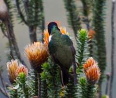 Oreotrochilus chimborazo
