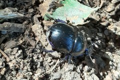 Anoplotrupes stercorosus