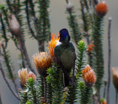 Oreotrochilus chimborazo