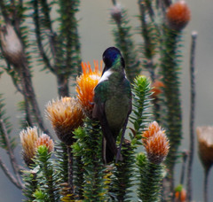 Oreotrochilus chimborazo