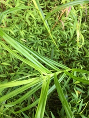 Dulichium arundinaceum