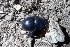 Anoplotrupes stercorosus