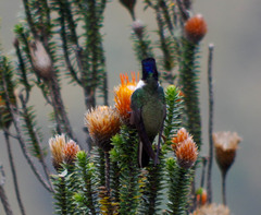 Oreotrochilus chimborazo