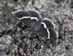 Pyrausta rectefascialis