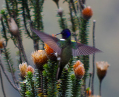 Oreotrochilus chimborazo