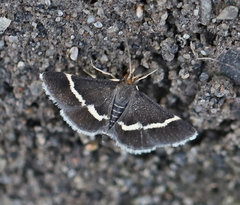 Pyrausta rectefascialis