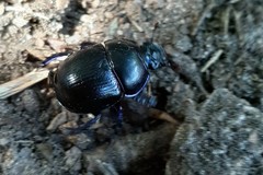 Anoplotrupes stercorosus