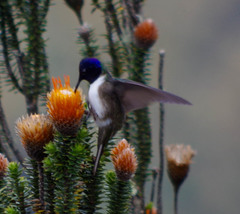 Oreotrochilus chimborazo