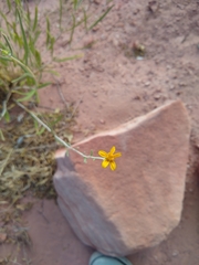 Helianthus devernii