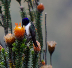 Oreotrochilus chimborazo
